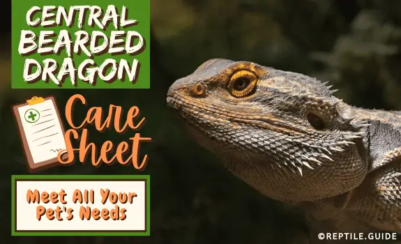 Central Bearded Dragon Care Sheet Meet All Your Pets Needs