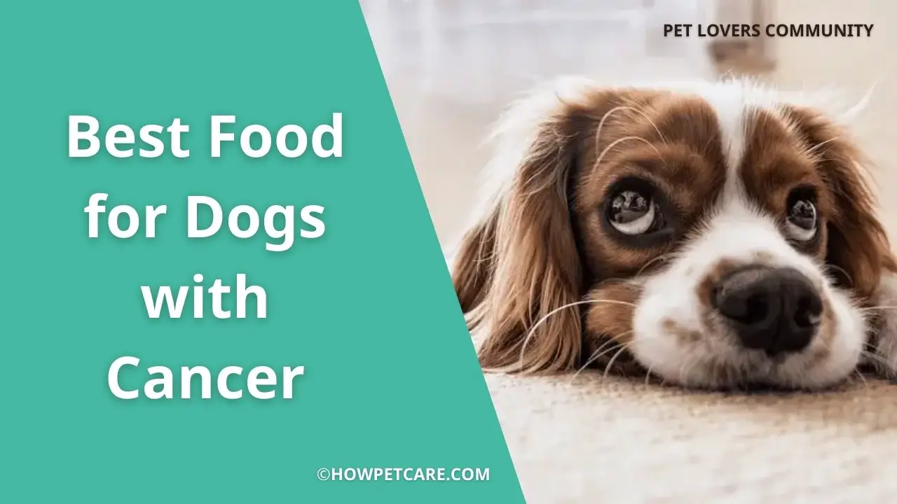 BEST FOOD FOR DOGS WITH CANCER