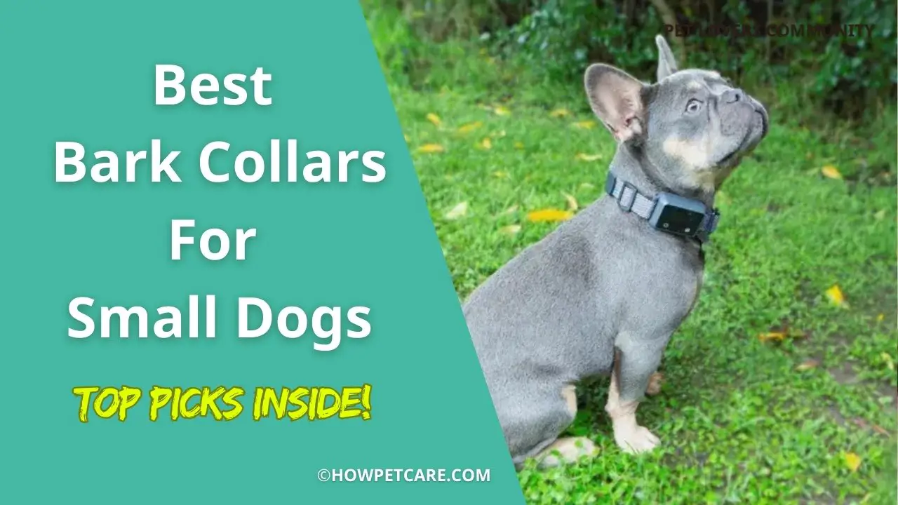 Best Bark Collars for small dogs