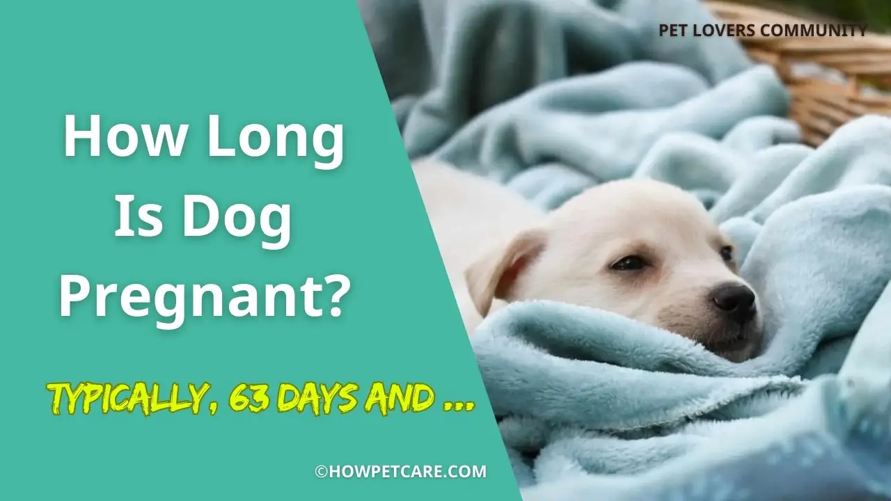 how long is dog pregnant