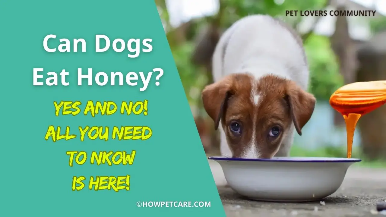 Can Dogs Eat Honey