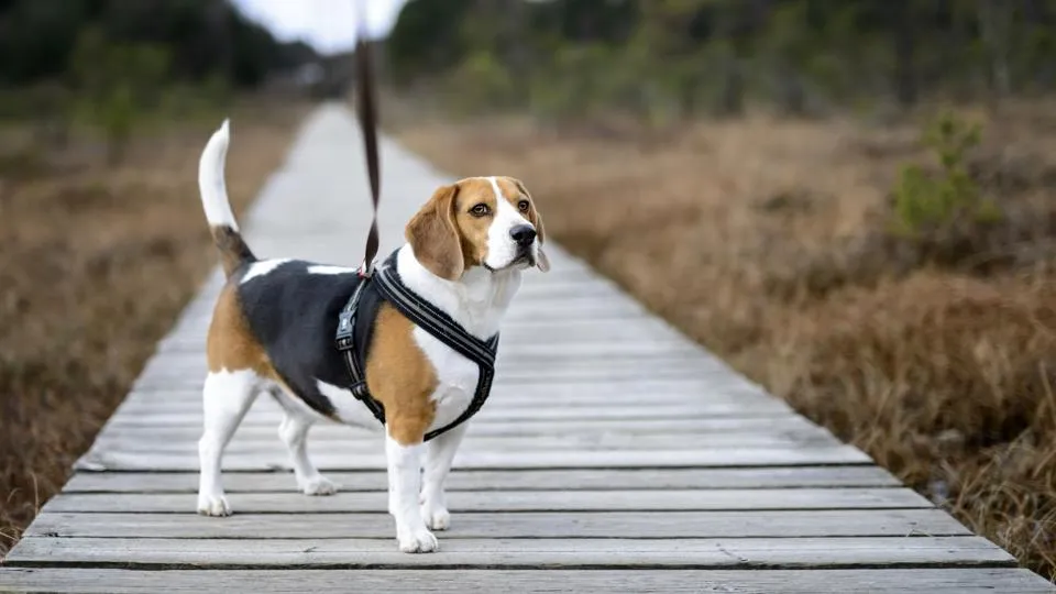 Beagle with its distinctive tricolor coat" width=