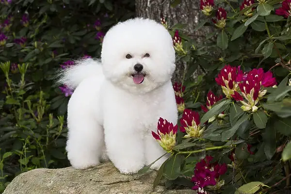 bichon frise 66fc190058b51