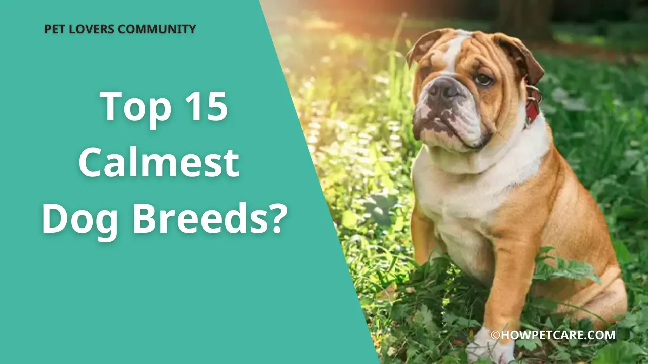 calmest dog breeds