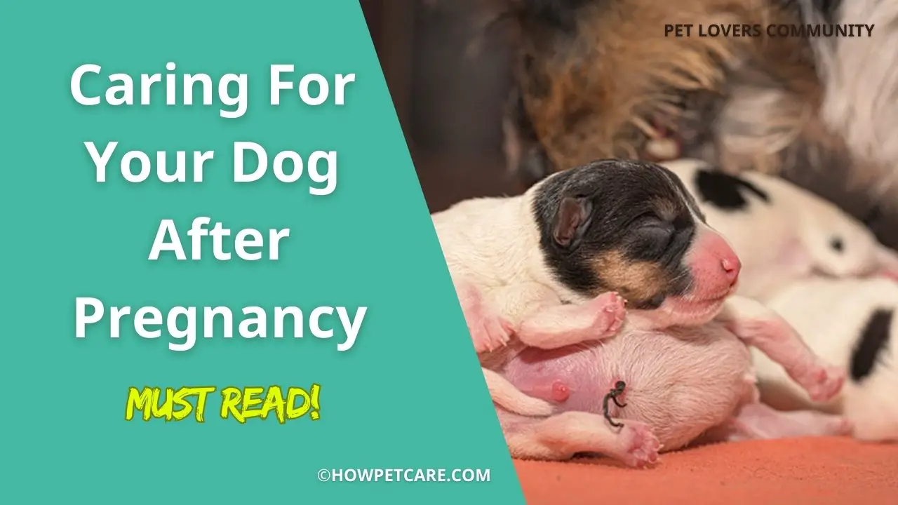 caring for a dog after pregnancy