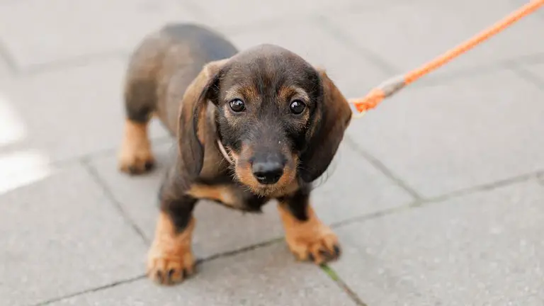 Dachshund: The Lovable Long Dog - Your Complete Guide to This Charming Breed