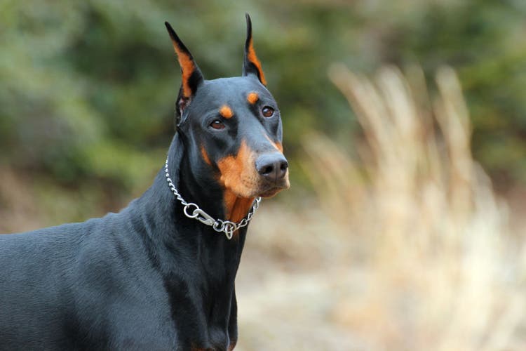 doberman pinscher all black 66fc25bd07f1d