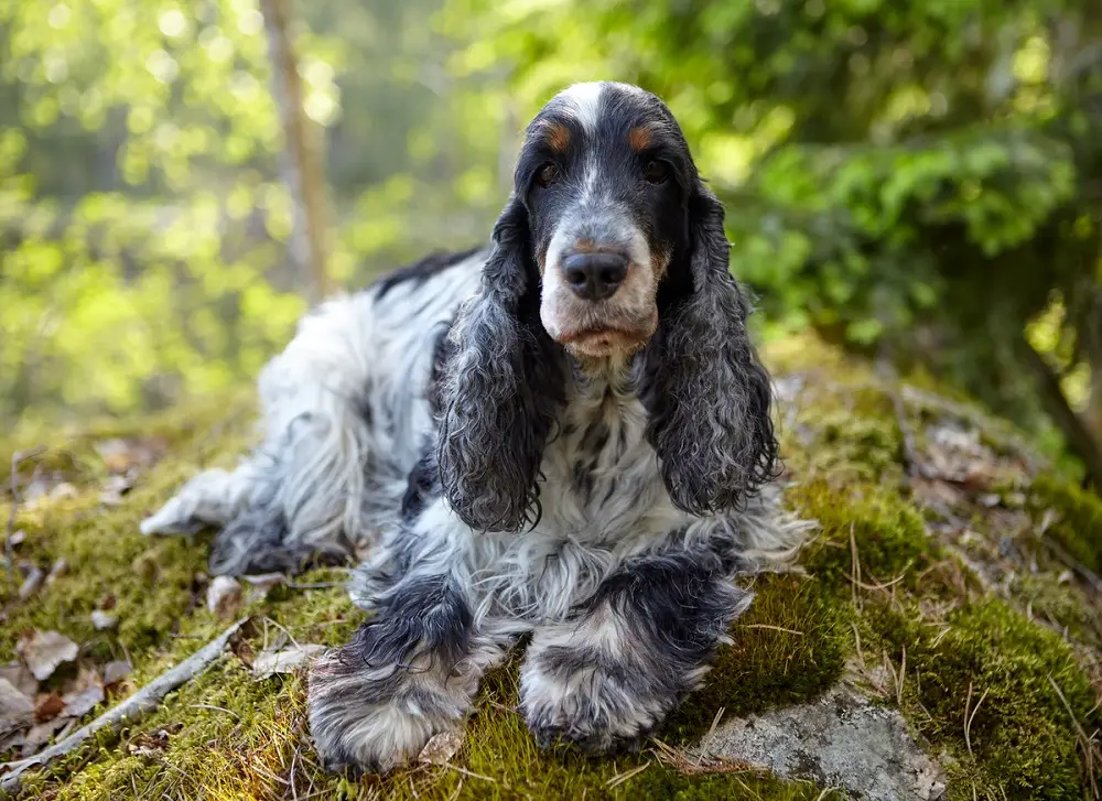 english cocker spaniel 66e6bf7600ca1