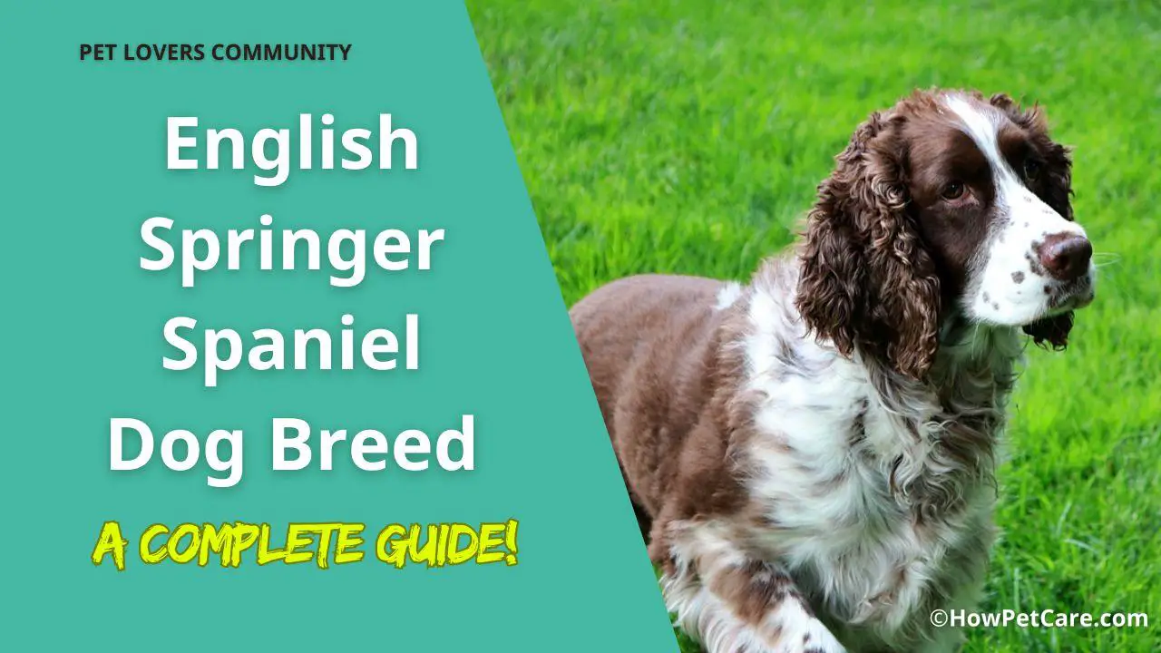 English Springer Spaniel