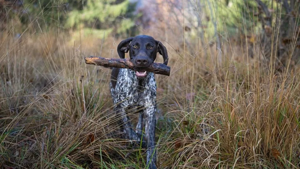 German Shorthaired Pointer in a field" width=