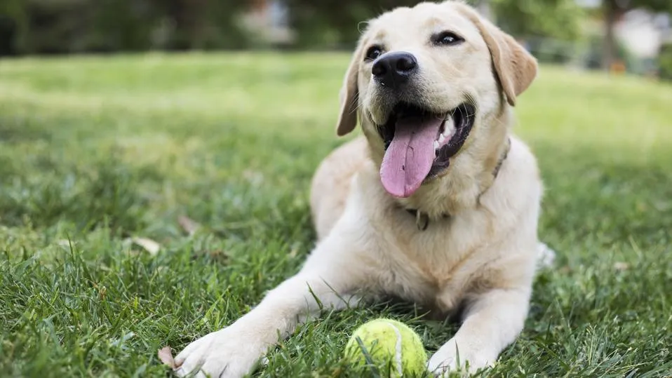 Labrador Retriever playing in a field" width=