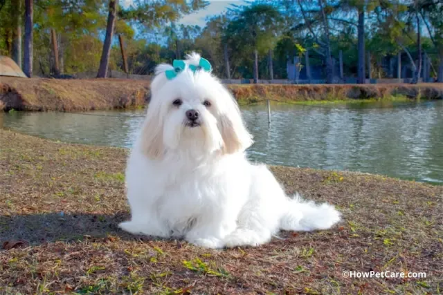 Lhasa Apso: The Majestic Himalayan Watchdog - A Complete Guide