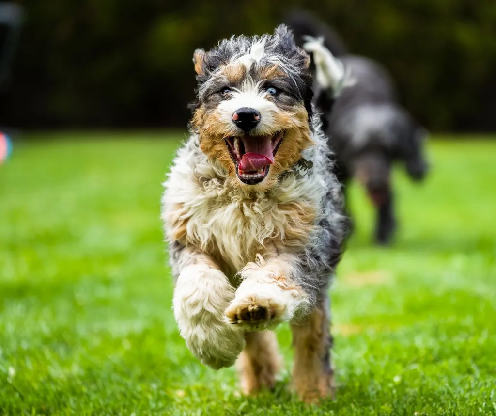 Mini bernedoodle running