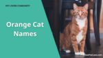 orange cat name