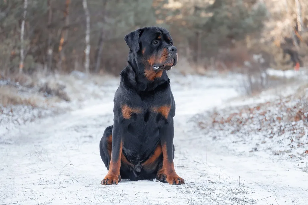 Rottweiler in snow