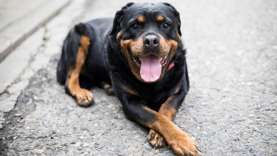 Rottweiler sitting attentively" width=