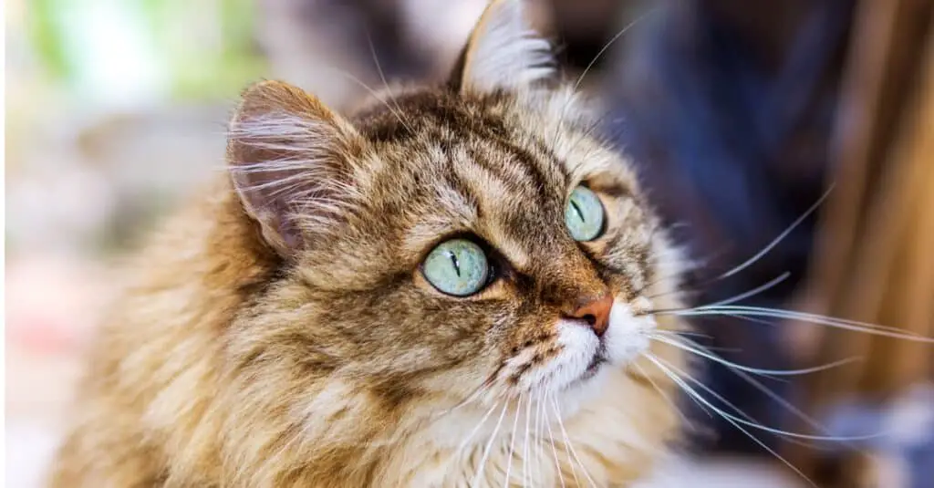 The Siberian Cat: A Majestic Companion for Your Home