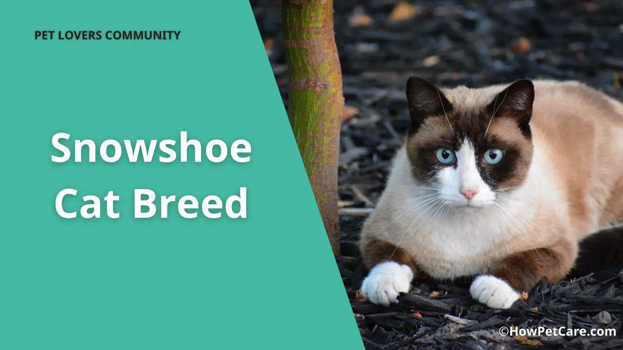 snowshoe cat breed