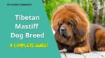 tibetan mastiff dog breed