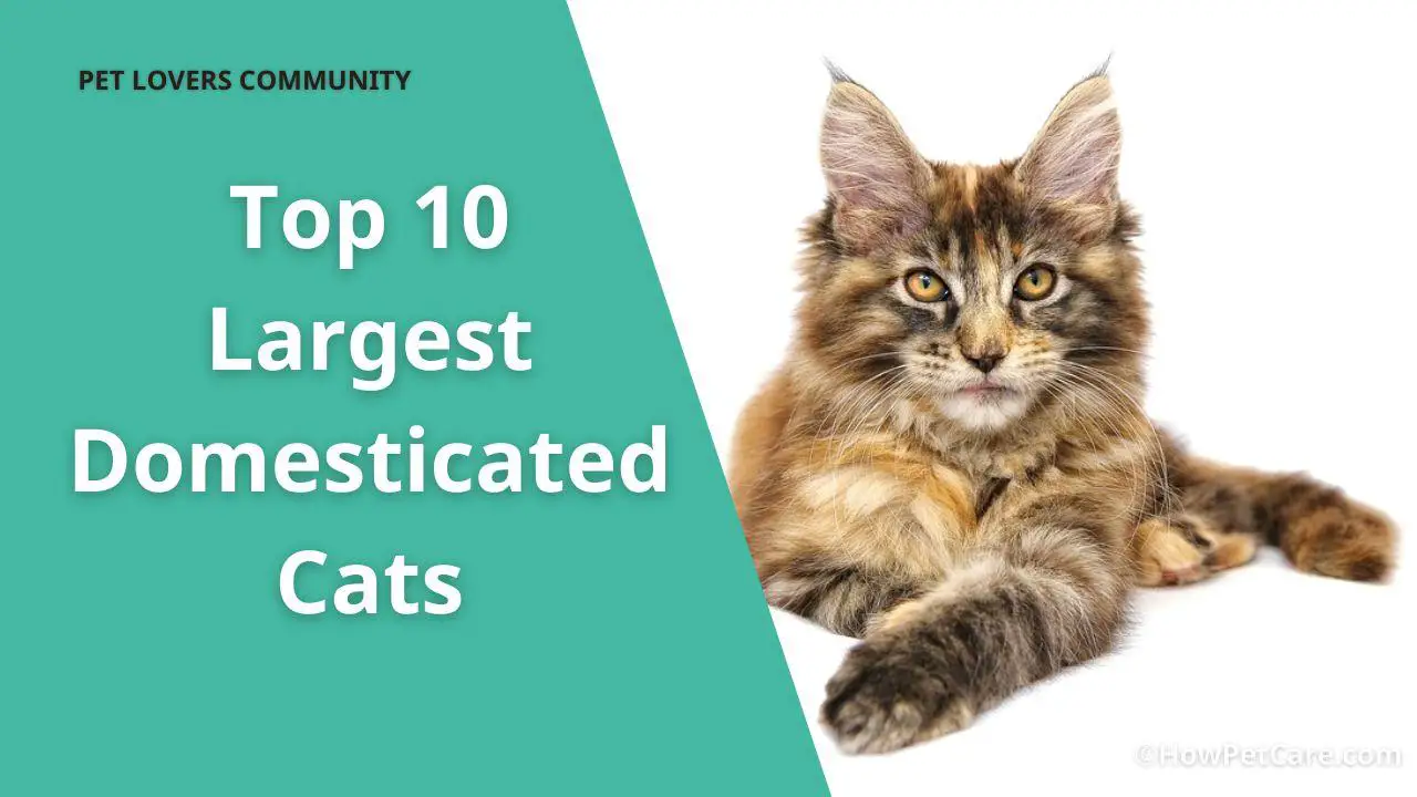 top 10 largest cat