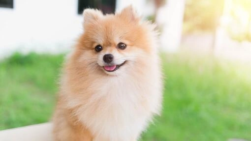 health-problems-in-pomeranians