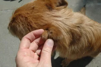 What Does a Tick Bite Look Like on Dogs & Next Steps to Take