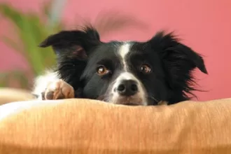 Why Is My Dog Whining While Lying Down? 3 Reasons