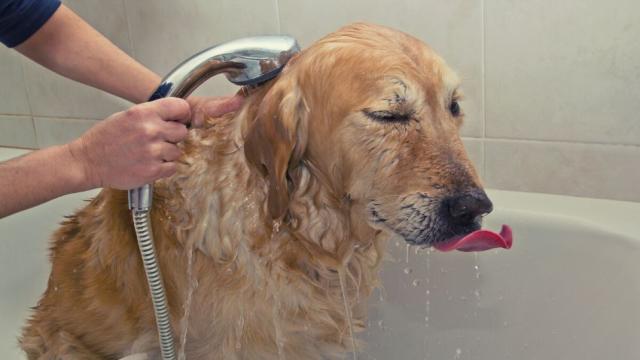 Homemade Dog Flea Shampoo: 3 Simple Recipes For Dog Shampoo