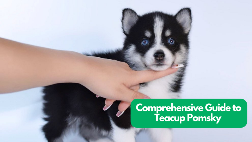 Teacup Pomsky 101: Your Guide to Raising This Tiny Pup