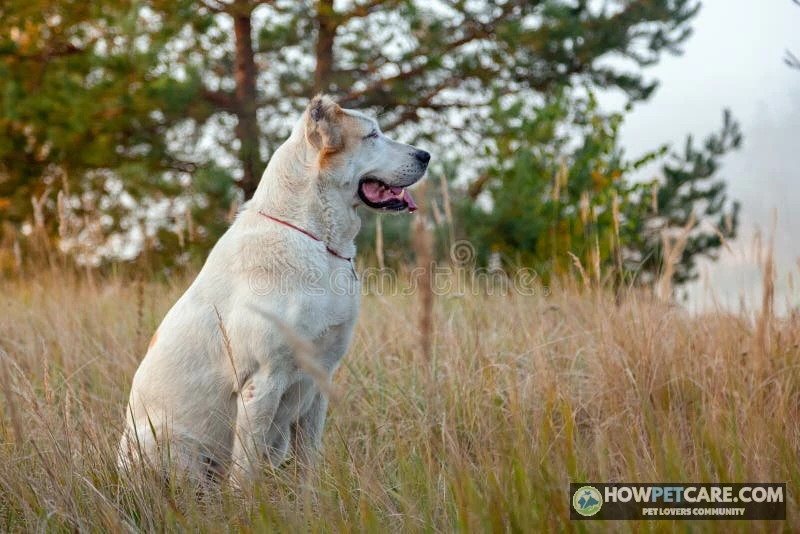 Massive Alabai Asian dog standing alert on an open rural pasture