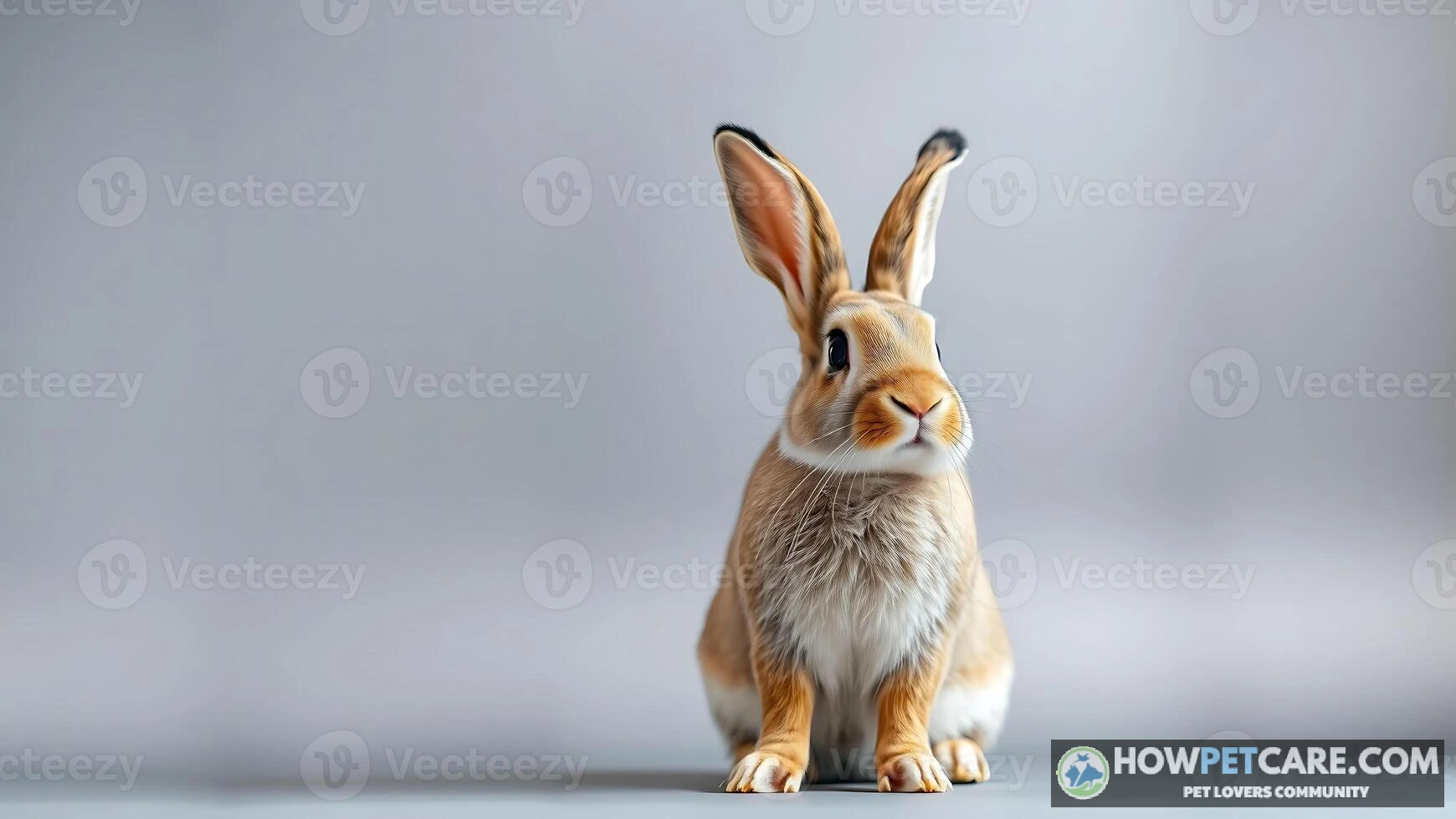 A white Angora rabbit resting indoors with its long wool coat in soft natural light