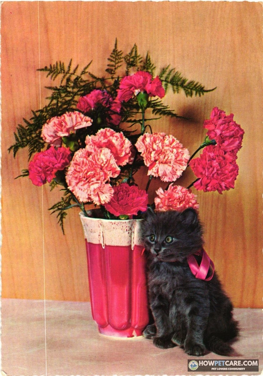 Are carnations toxic to cats with a cat near pink carnations