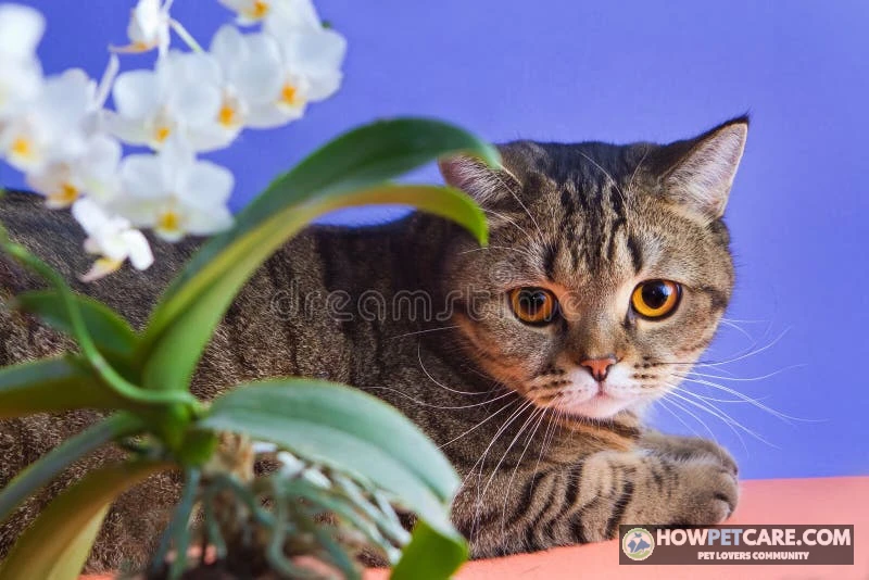 Cat sniffing a pink moth orchid on a sunny windowsill checking if orchids are poisonous to cats