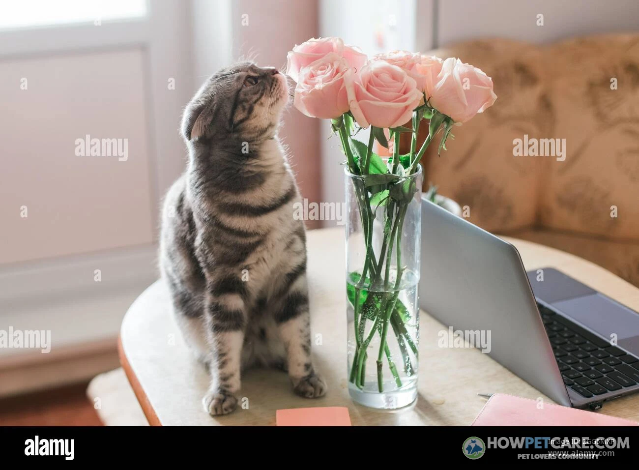 Domestic cat sniffing fresh garden roses showing are roses toxic to cats safely