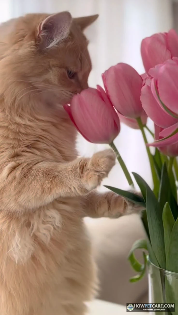 Domestic cat sniffing pink tulips to show whether tulips are toxic to cats