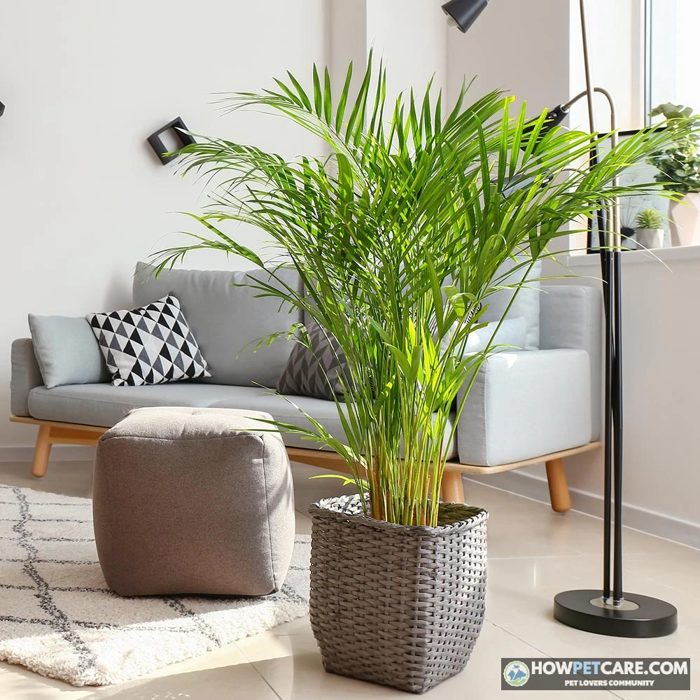 Lush areca palm in a sunlit living room