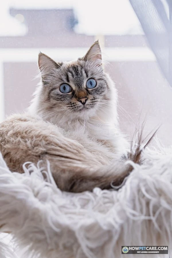 Fluffy Siberian cat, one of the best cats for people with allergies, relaxing on a sunlit sofa