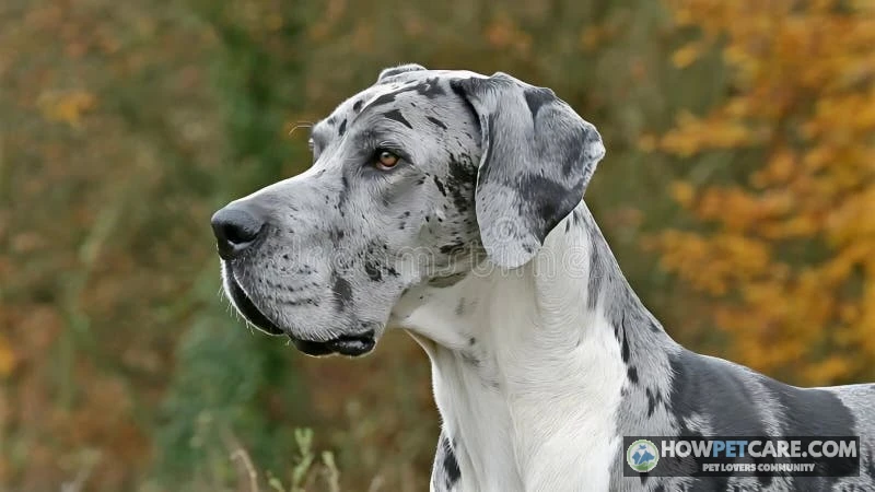 A regal Great Dane dog standing gracefully in a sunny park setting, representing big dogs