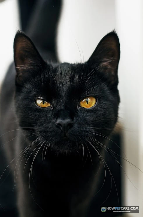 A sleek black cat with luminous amber eyes against a dark backdrop representing black cat breeds
