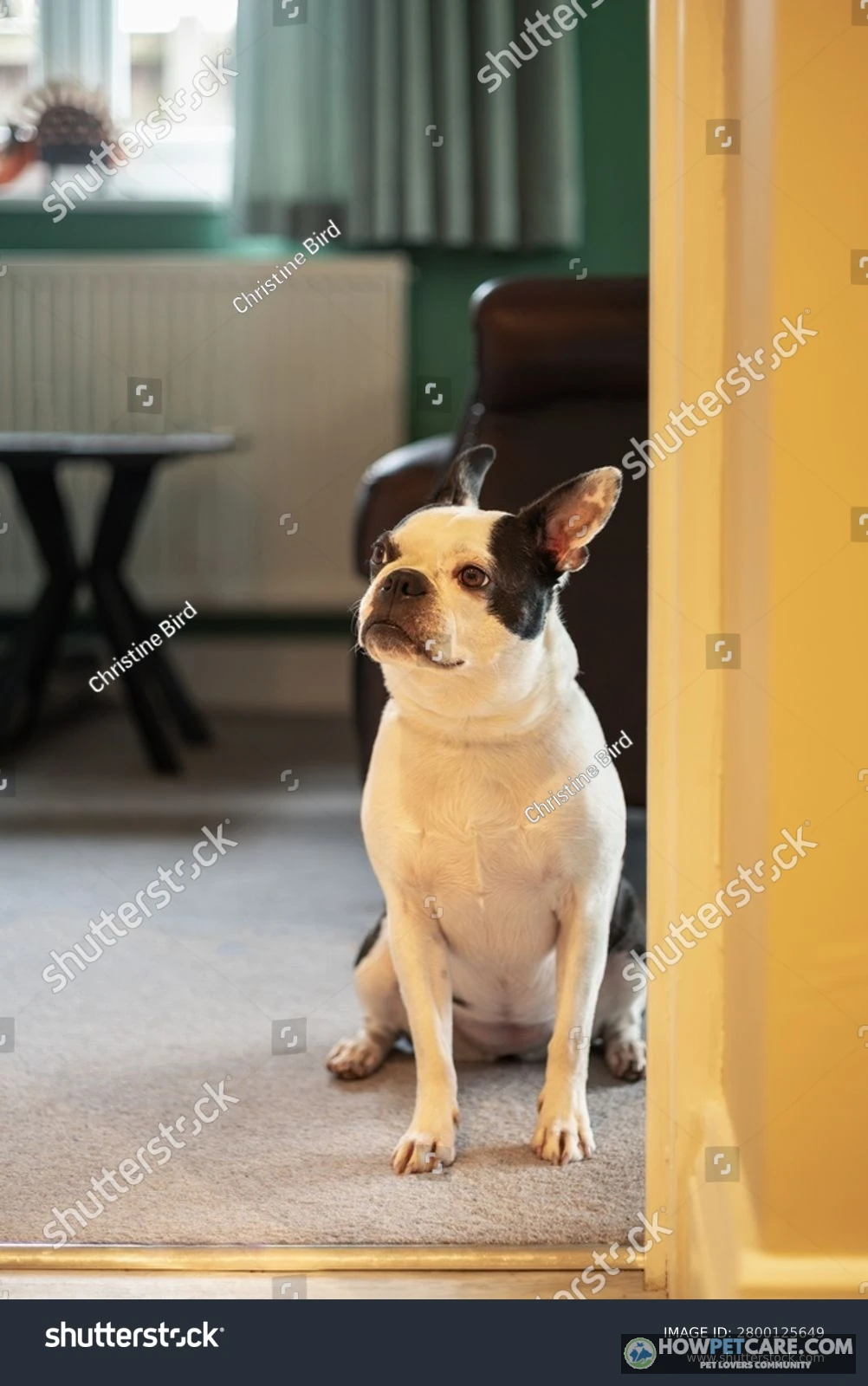 Adult Boston terrier with classic tuxedo markings sitting calmly on a living room rug