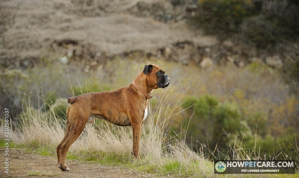 Athletic adult fawn Boxer dog standing proudly outdoors on lush green grass