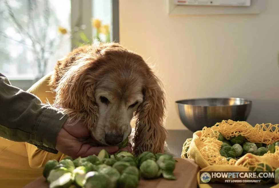 Curious golden retriever sitting by a bowl of plain steamed Brussels sprouts, showing how dogs can eat Brussels sprouts safely