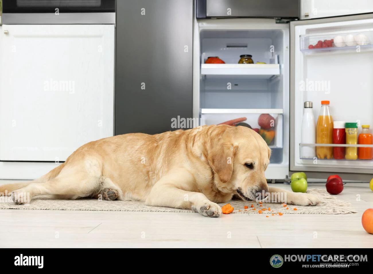 Can dogs eat carrots? A happy dog accepts a fresh carrot in a bright kitchen.