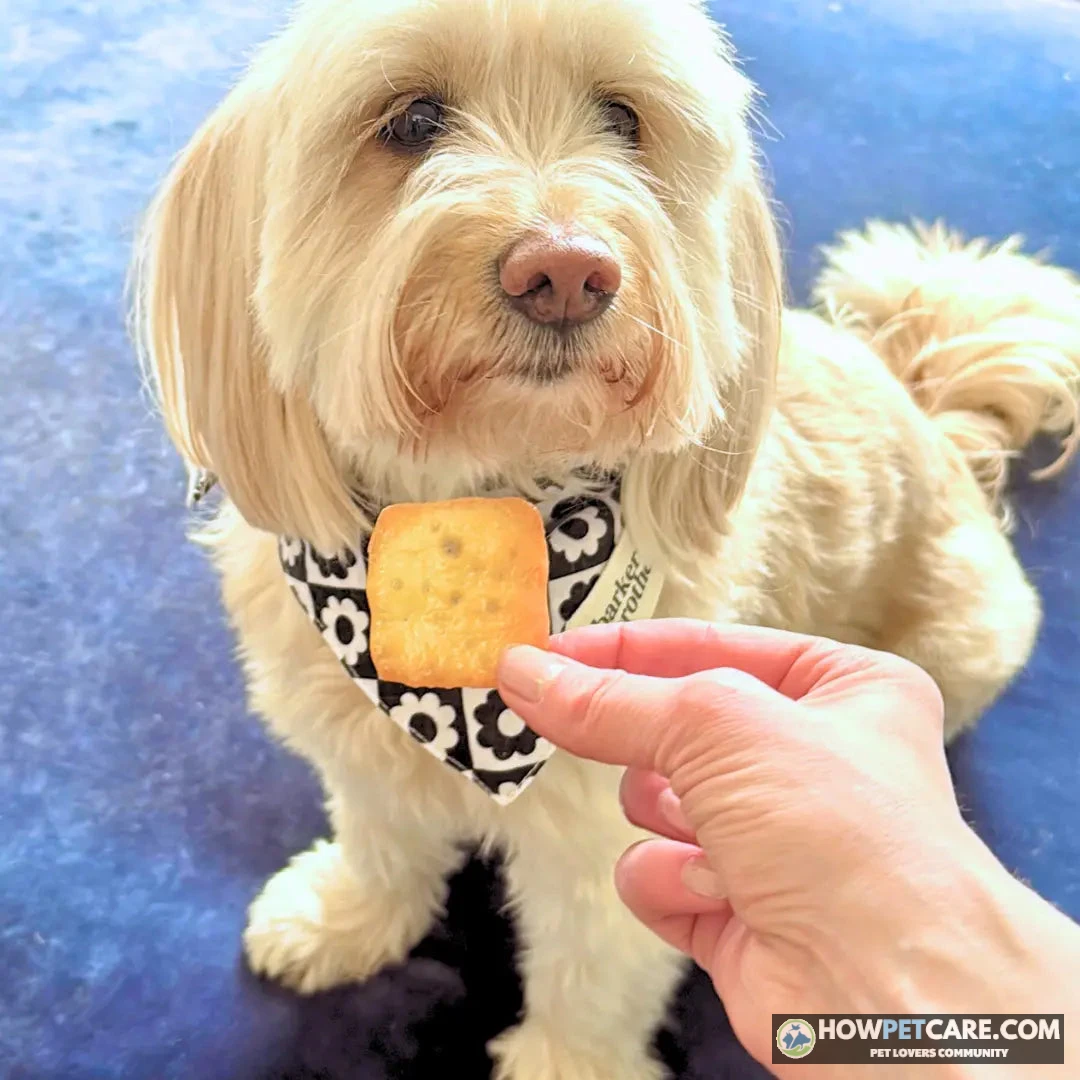 Can dogs eat cheese? A dog watches its owner holding a tiny piece of mozzarella.