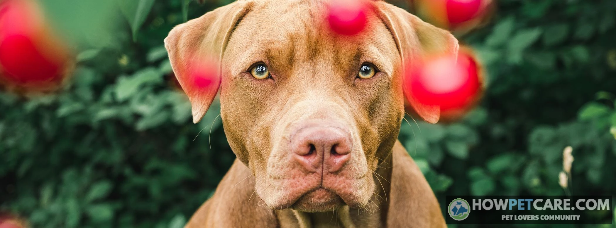 Can Dogs Eat Cherries? Pit Toxicity, Risks & Emergency Guide 1 Golden retriever looking curiously at fresh red cherries on a table to see if can dogs eat cherries