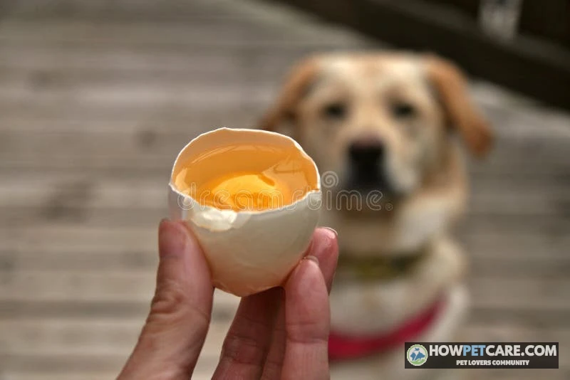 Curious dog sitting near a bowl containing a plain hard-boiled egg cut in half