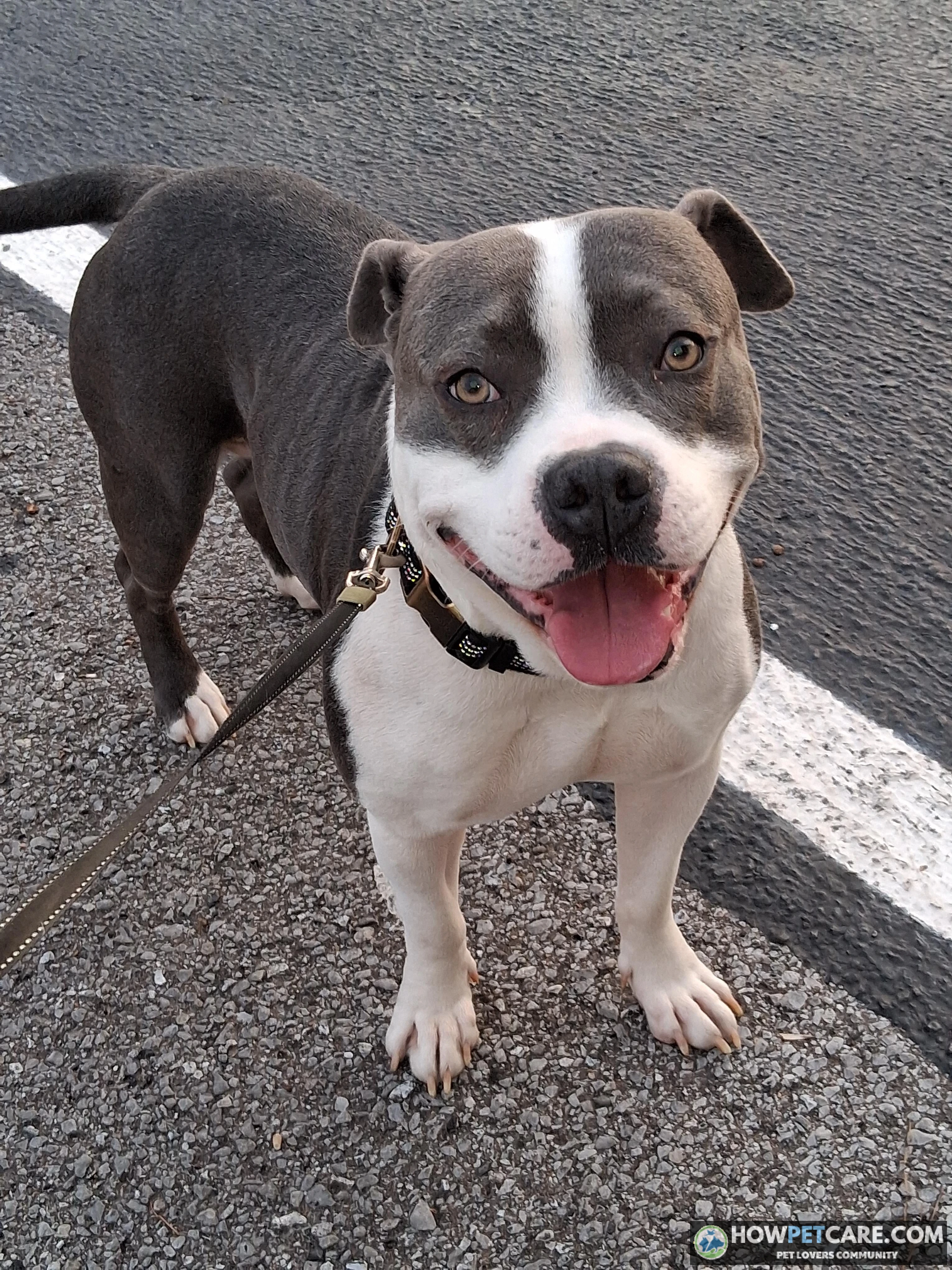 Curious dog investigating fallen nuts to explain can dogs eat pecans