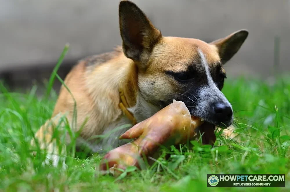 Golden retriever looking at plain cooked pork to answer can dogs eat pork safely