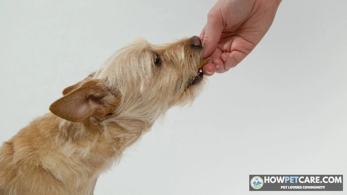 A friendly dog looking at a bowl of plain boiled potato pieces to see if dogs can eat potatoes