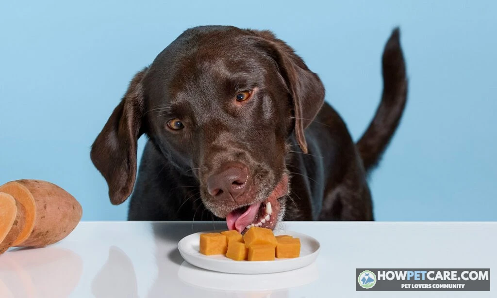 Dog happily eating a bowl of boiled sweet potato